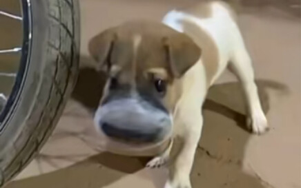 Puppy: Are you being presumptuous?