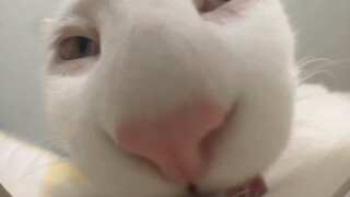 رأس البط لذيذ جدًا، دعني أتذوقه قليلًا أيها الأخ الأكبر