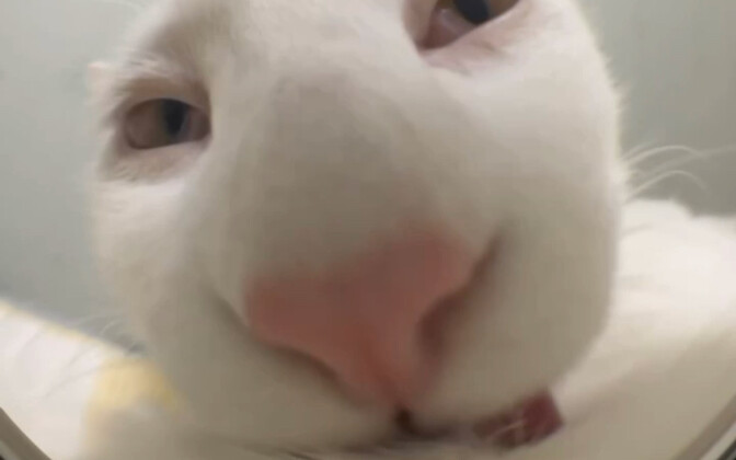 Kepala bebek, baunya enak sekali, biarkan kakak menjilat sebentar