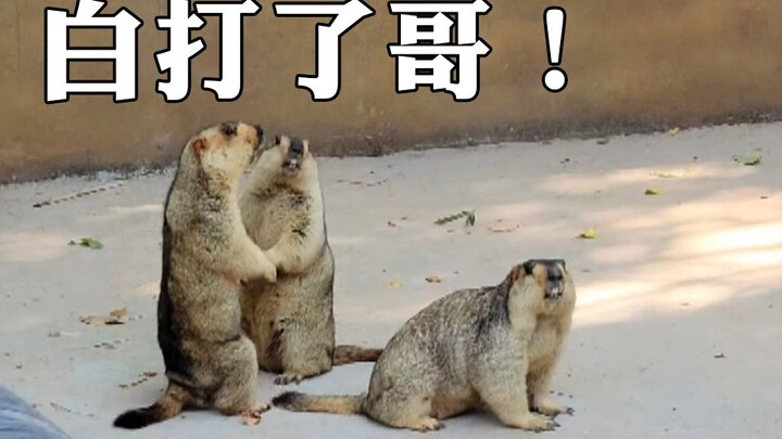 Tikus Tanah Henan