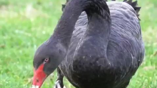 A black swan (Cygnus atratus) at Lake Wendouree, Ballarat.