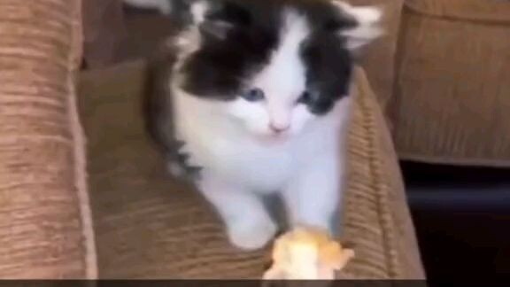 Funny cat vid? 😺👌