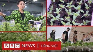 Trải nghiệm Bangkok: Ẩm thực cần sa ở Thái Lan có gì lạ? - BBC News Tiếng Việt