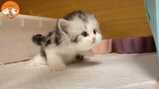 Aww Cute Baby Animals Videos Compilation Funniest | Cutest Puppies - Cute Kittens Doing Funny Things