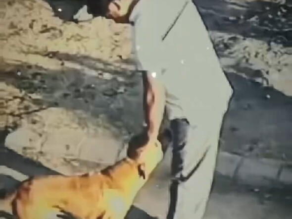 If you’ve ever owned a dog, you can tell at first glance that this dog wants to bite—its tail’s wagg