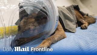 Brave IDF war dog Mikey has ‘miracle’ recovery after being hit by Hamas grenade