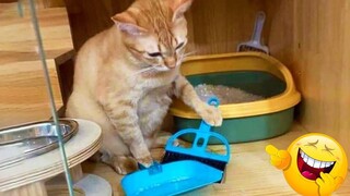 Funniest Cats 😹 - อย่าพยายามกลั้นเสียงหัวเราะ 😂 - Funny Cats Life