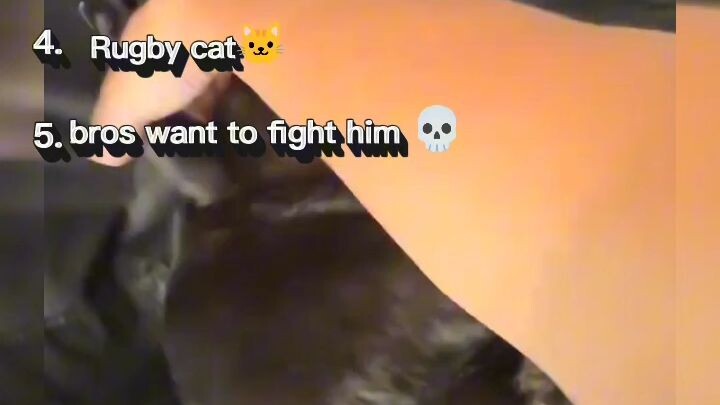 ranking funniest cat moments did I rank correctly🤔👇