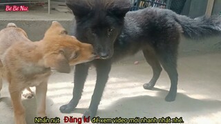 Show hai em hắc cẩu cáo 🦊 và xù xám đá quá chất bản mông.| hmong dog | chó lai cáo |