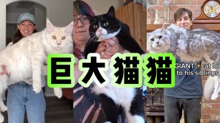 来看点大大大大大猫咪！