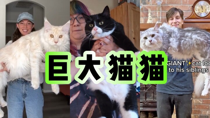 来看点大大大大大猫咪！