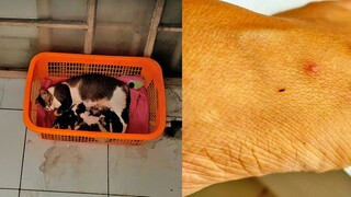 DIGIGIT KUTU KUCING GATEL BENJOL MERAH PARAH! INI OBATNYA!