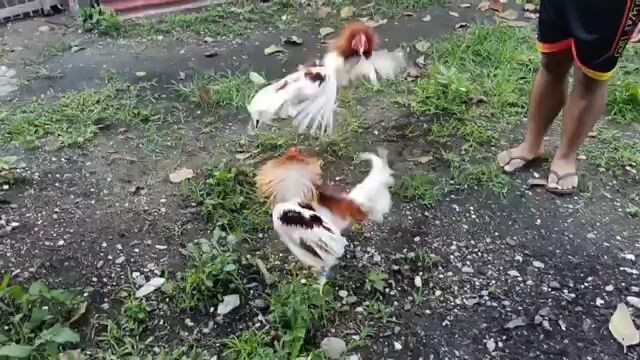 Short spar