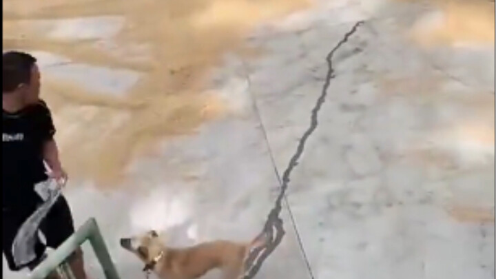 Doggy: One pee—and people are already working for me!