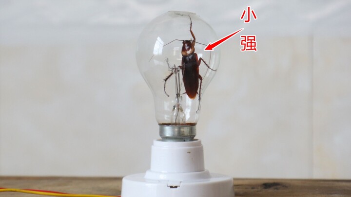 Experiment: What happens when you put a “cockroach” inside a “light bulb” and plug it into a 200V AC