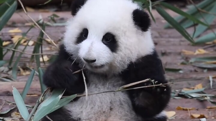 Huahua, sambil makan-makan terus jadi besar deh