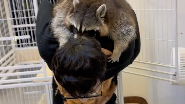 My mental state is stable #Raccoon #CutePetDebutPlan