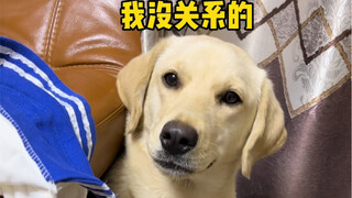 Betapa menyedihkannya anjing yang pernah mengembara, aku benar-benar terbawa emosi.