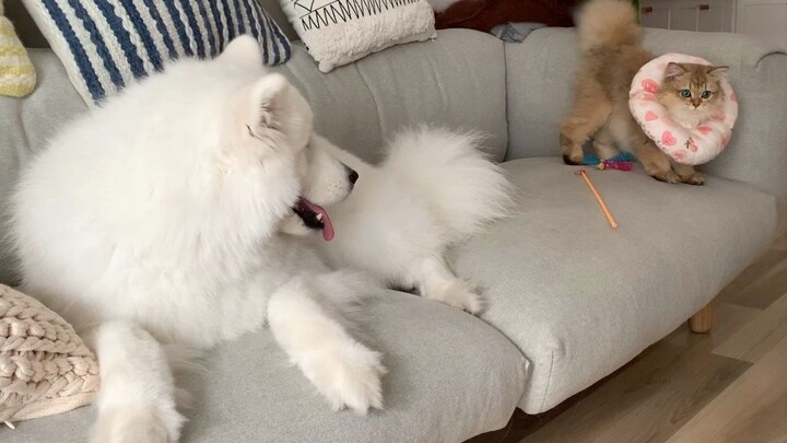 The golden tabby mochi changes its expression in an instant while playing with toys, leaving the Sam