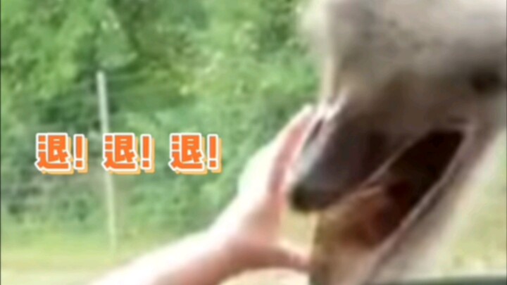 Burung unta: (Melepaskan diri) Ini harga yang lain!!!