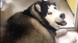 Huskies - Cool on the Outside But a Fool Inside