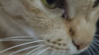 แมวโว้ย