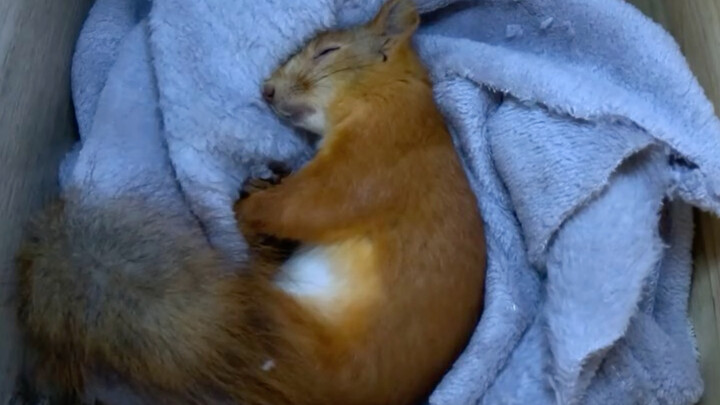 The squirrel is sleeping.