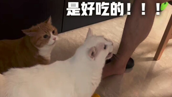 Tiểu Mi: Đến giờ vẫn chỉ vào tôi mà gọi là Đại Mi, tức muốn nổ rồi!