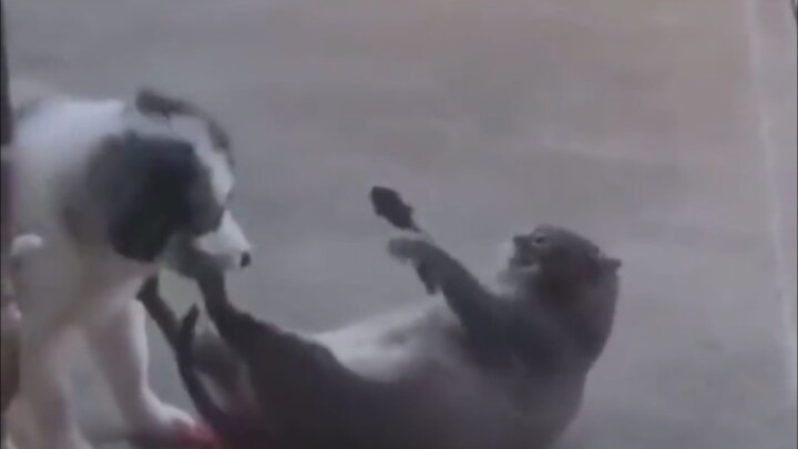 Chó mèo ghét nhau là có lý do.