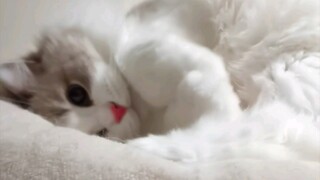 Even little kittens need to be coaxed before they go to sleep!