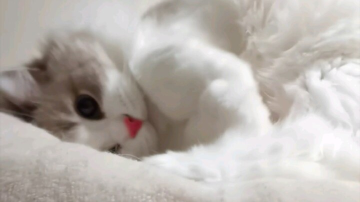 小猫咪睡觉前也是要人哄的！