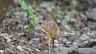 Binatang|Sains Populer|Rusa Tikus