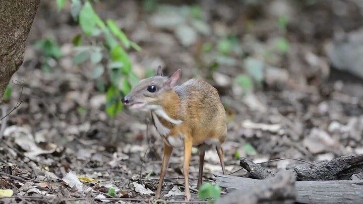 Animals|Popular Science|Chevrotain