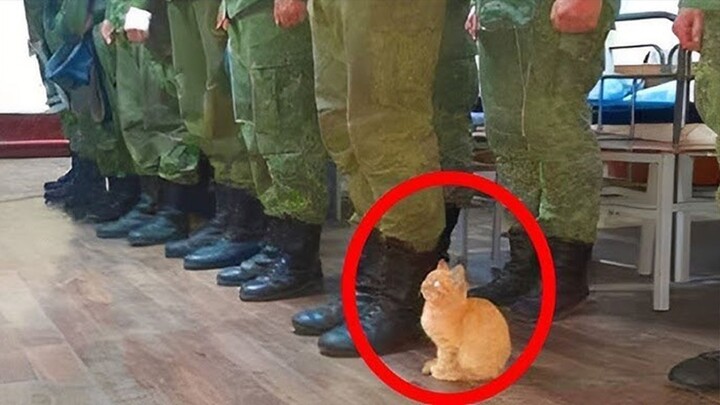 “Mèo bất ngờ xuất hiện trong buổi livestream!”