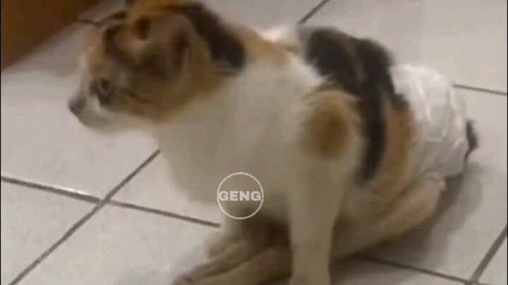 kucing cacat#trending #kucing #ai #cat #musicclip #trending #animals #music #catlover #arabic #kucin