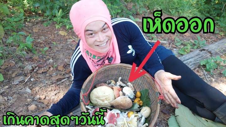 เห็ดออกรอบใหม่ เยอะเกินคาดไม่คิดว่าบนภูเขาจะเต็มไปด้วยสิ่งนี้