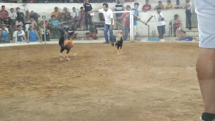 Sabong Jollibee vs Talisay durog talaga akala tagalog.