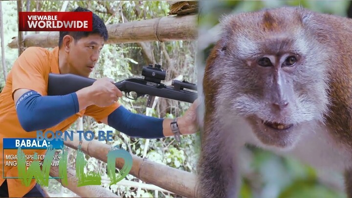 Grupo ng unggoy sa Oslob, Cebu, sinuri! | Born to be Wild
