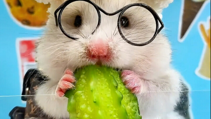 When a cute little mouse wearing glasses meets an elegant cat, who would you choose?