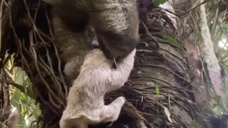 Mẹ Lười: Vừa rồi nguy hiểm quá.