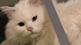 Saya menemukan kucing untuk menggantikan melon putri pengembara?