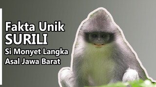 Monyet Surili - Hewan Khas Jawa Barat yang Terancam Punah