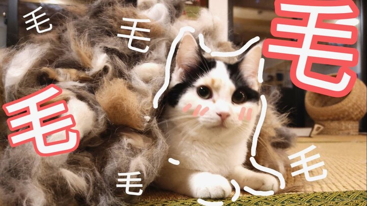 Chải lông cho 33 con mèo!! Đây có phải là địa ngục lông mèo??!(°Д°≡°Д°)!!