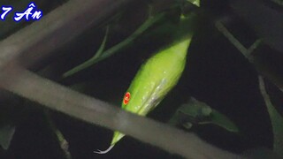 7 Ân Đi soi đêm (p2) mà gặp mấy CHA NỘI NÀY rùng mình luôn