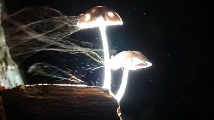 These are mushrooms releasing spores at night, looking like smoke and mist.