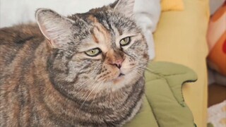 When a cat is about to starve, its words are kind.