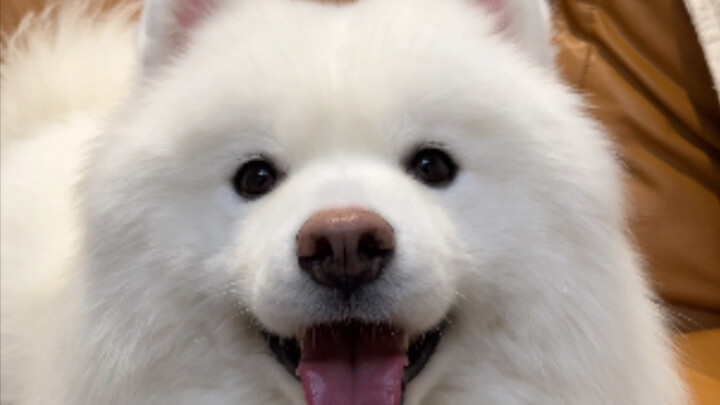 The more you praise it every day, the cuter it gets!