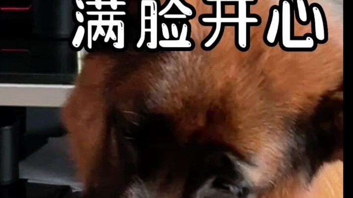 Mỗi ngày được ở cùng cún con thật vui quá!