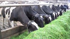 Zero grazing system | Harpur Farm in Bessbrook