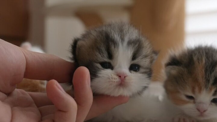 A chubby build is the key to a little kitten’s cuteness!